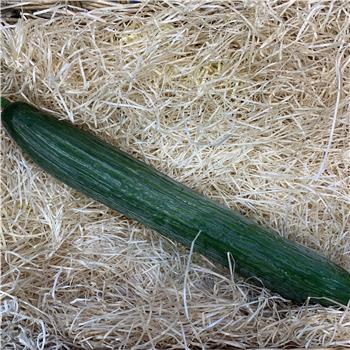 Cucumber (Whole)