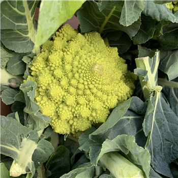 Romanesco