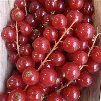 Redcurrants