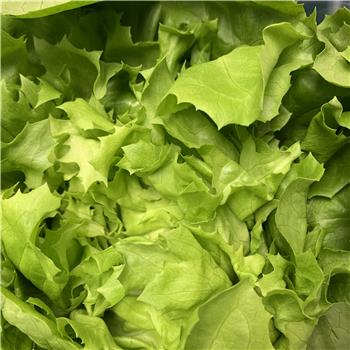 Lettuce (Crispy)