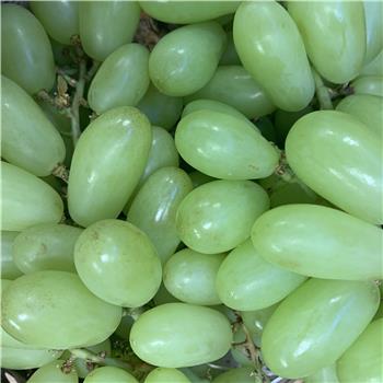 Grapes (Green)