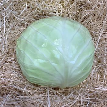 Cabbage (White)