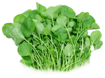 Watercress (Pack)