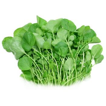 Watercress (Pack)