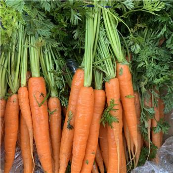 Carrots (Bunch)