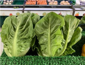 Lettuce (Little Gem - 2 pack)