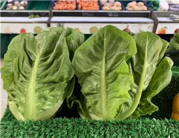 Lettuce (Little Gem - 2 pack)