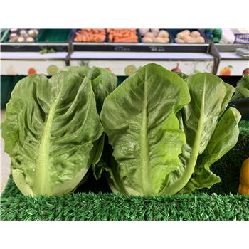 Lettuce (Little Gem - 2 pack)