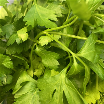 Parsley (Flat)