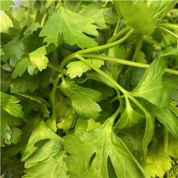 Parsley (Flat)