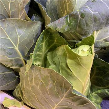 Cabbage (Hispi)