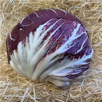 Radicchio