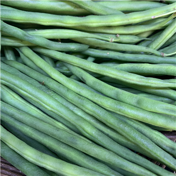 Fine Beans