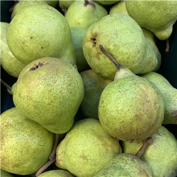 Pears (Packham)