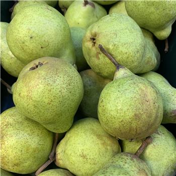 Pears (Packham)
