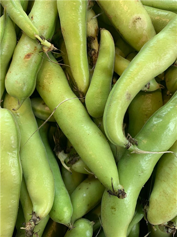 Broad beans