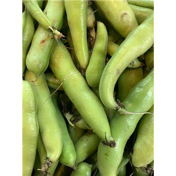 Broad beans