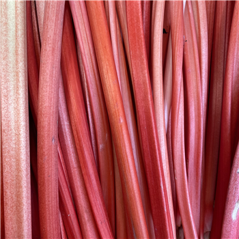 Rhubarb