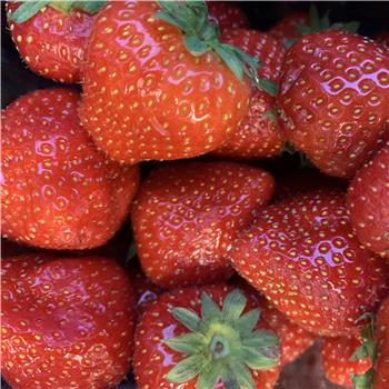 strawberries Lichfield 400g