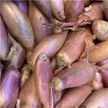 Shallots (Banana)