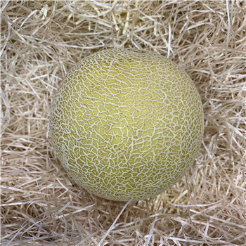 Melon (Galia)