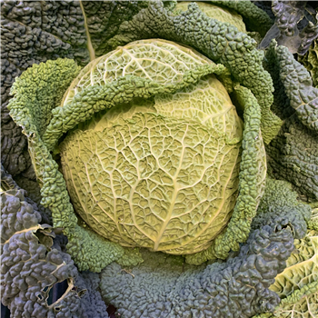 Cabbage (Savoy)