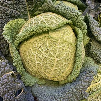 Cabbage (Savoy)