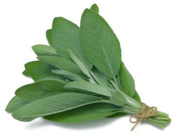 Sage
