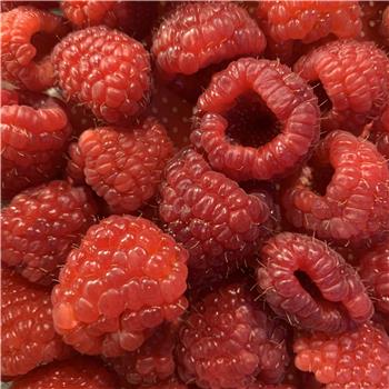 Raspberries lichfield