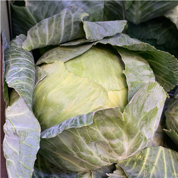 Cabbage (Primo)