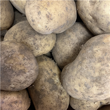 Potatoes (Lincolnshire)