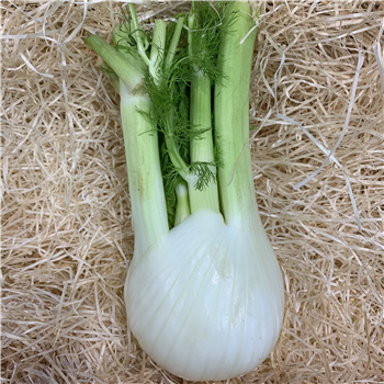 Fennel