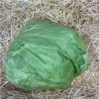 Lettuce (Iceberg)