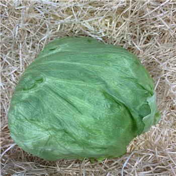 Lettuce (Iceberg)