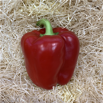 Peppers (Red)