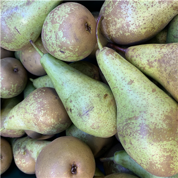 Pears (Conference)