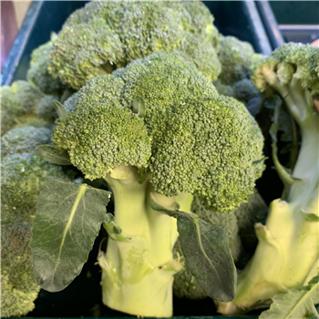 Broccoli - English