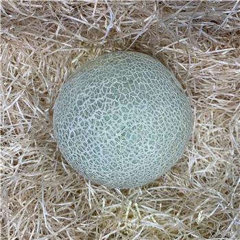 Melon (Cantaloupe)