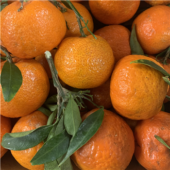 Clementines