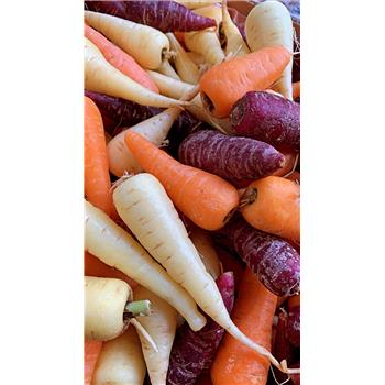 Chantaney carrots