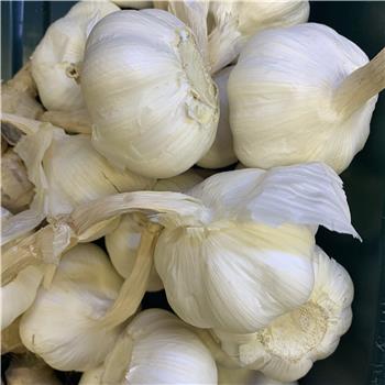 Garlic (Bulb)