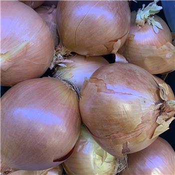 Onions (Spanish)