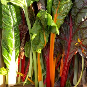 Swiss Chard (Local)