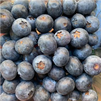 Blueberries Lichfield