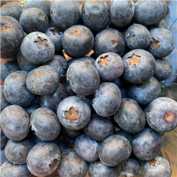 Blueberries lichfield