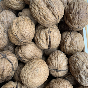 Walnuts wet
