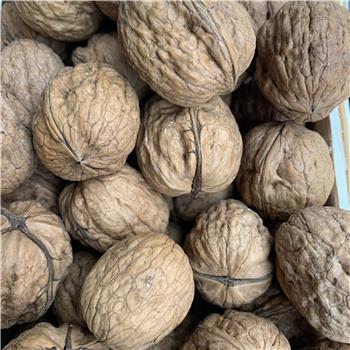 Walnuts wet