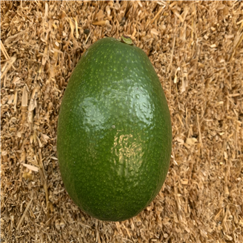 Avocados (Green)