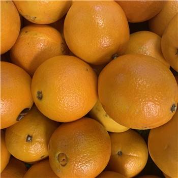 Jaffa Oranges (Medium)
