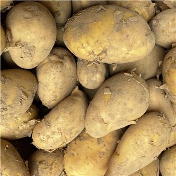 New potatoes - Lincolnshire